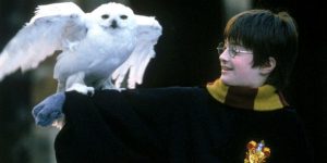 hp-and-owl