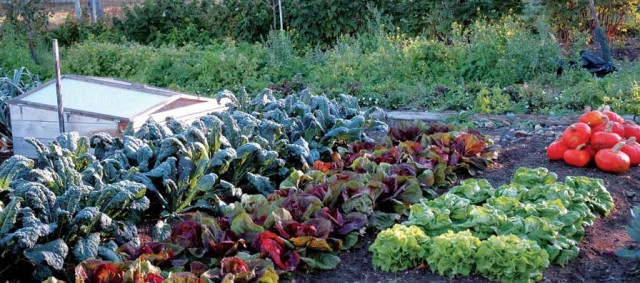 A row of plants