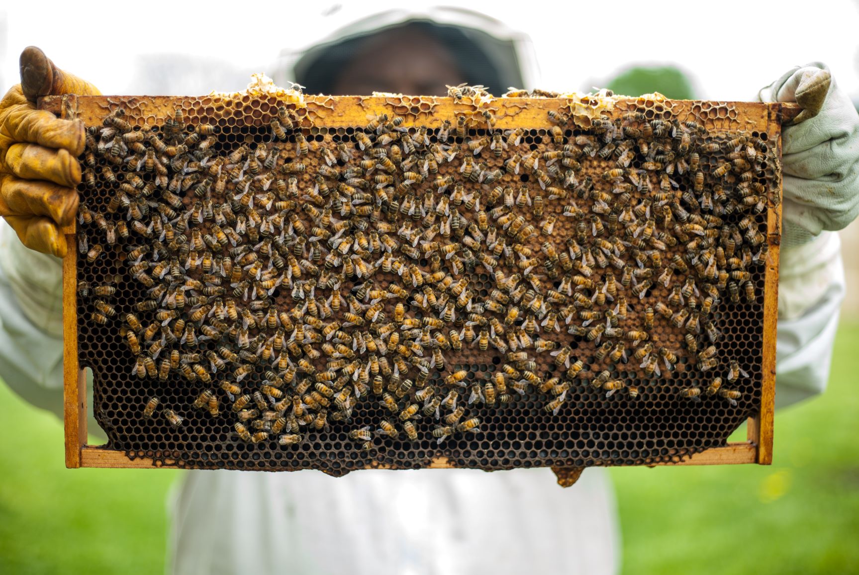 A beekeeper holds up bees